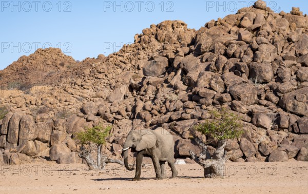 African elephant (Loxodonta africana), desert elephant, near the Hoanib River, Damaraland, Kunene region, Namibia