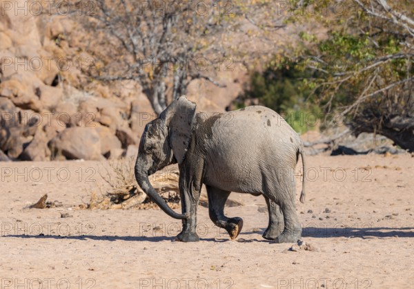 Juvenile African elephant (Loxodonta africana), desert elephant, near the Hoanib River, Damaraland, Kunene region, Namibia