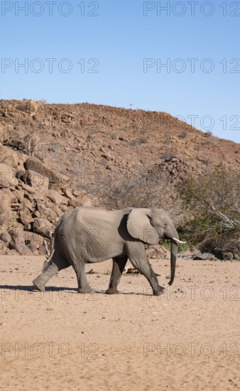 African elephant (Loxodonta africana), desert elephant, near the Hoanib River, Damaraland, Kunene region, Namibia