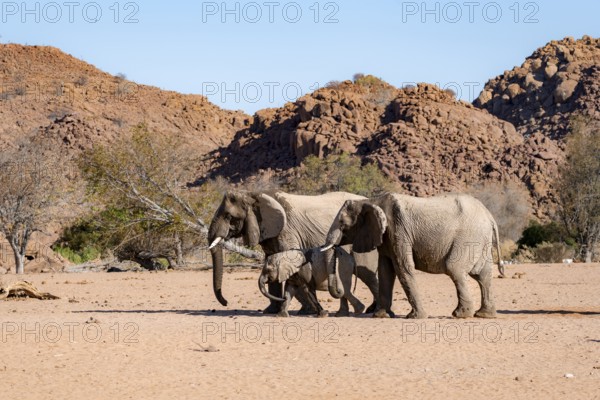 Two African elephants (Loxodonta africana) with young, desert elephant, near the Hoanib River, Damaraland, Kunene region, Namibia