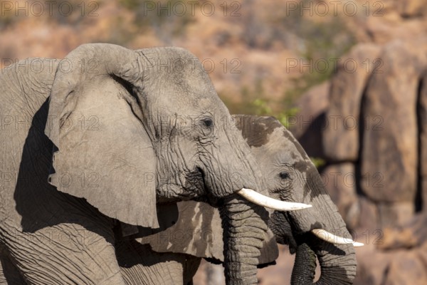 Two African elephants (Loxodonta africana), desert elephant, near the Ugab River, Damaraland, Kunene region, Namibia