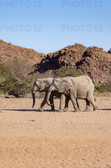 Two African elephants (Loxodonta africana), desert elephant, near the Hoanib River, Damaraland, Kunene region, Namibia