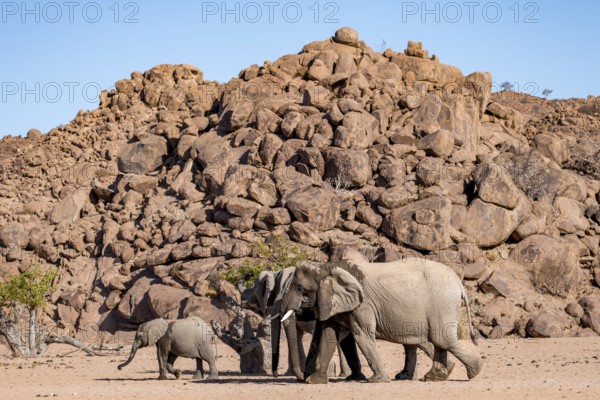 Herd of elephants with young, African elephant (Loxodonta africana), desert elephant, near the Hoanib river, Damaraland, Kunene region, Namibia