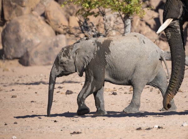 Elephant with young, African elephant (Loxodonta africana), desert elephant, near the Hoanib river, Damaraland, Kunene region, Namibia