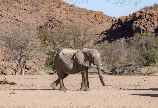 African elephant (Loxodonta africana), desert elephant, near the Ugab River, Damaraland, Kunene region, Namibia
