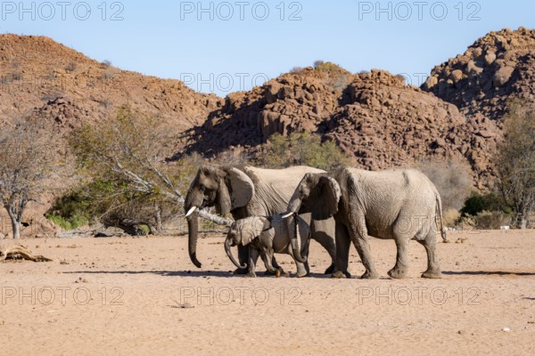 Two African elephants (Loxodonta africana) with young, desert elephant, near the Ugab River, Damaraland, Kunene region, Namibia