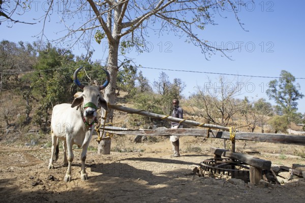 Humpback cattle at a traditional water mill, Ranakpur, Rajasthan, India