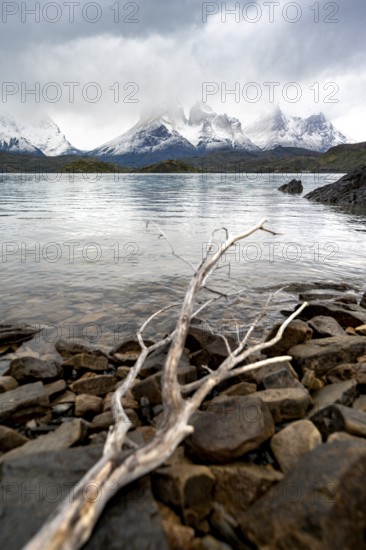 Cloudy mountain range Cuernos del Paine, dead branch on the shore of the blue lake Lago Pehoe in the evening light, dramatic sky, Torres del Paine National Park, Chile