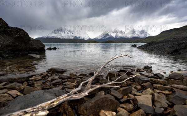 Cloudy mountain range Cuernos del Paine, dead branch on the shore of the blue lake Lago Pehoe in the evening light, dramatic sky, Torres del Paine National Park, Chile