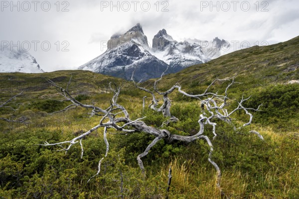 Enchanted dead trees, Cuernos del Paine mountain range in autumn, Torres del Paine National Park, Magallanes region, Chile