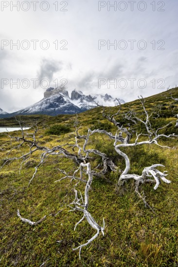 Enchanted dead trees, Cuernos del Paine mountain range in autumn, Torres del Paine National Park, Magallanes region, Chile