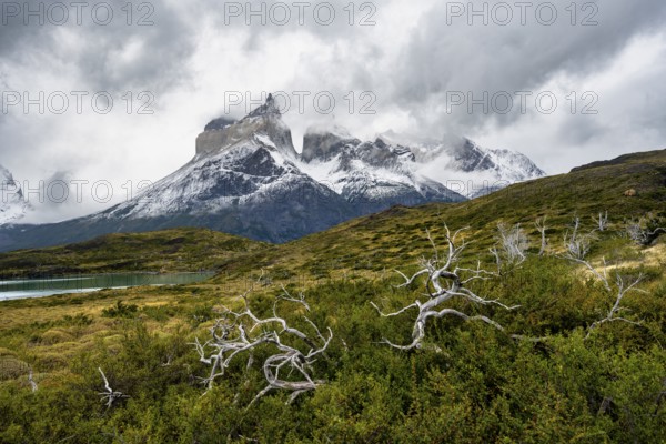 Dead bare trees, cloudy mountain range Cuernos del Paine, Torres del Paine National Park, Chile