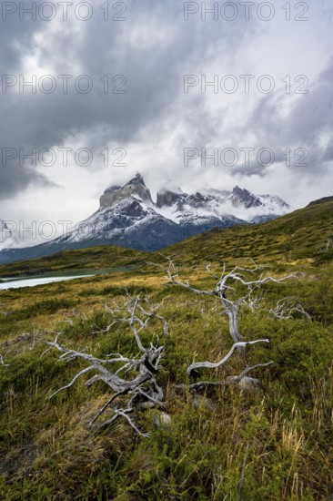 Dead bare trees, cloudy mountain range Cuernos del Paine, Torres del Paine National Park, Chile