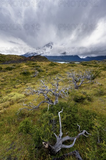 Dead bare trees, cloudy mountains, Cuernos del Paine massif, Torres del Paine National Park, Chile