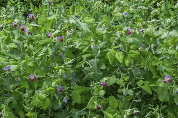 Sweet pea, sugar snap pea, snow pea (Pisum sativum), Münsterland, North Rhine-Westphalia, Germany
