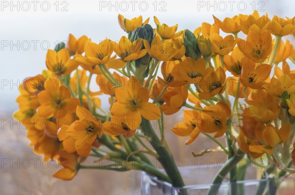 Ornithogalum dubium (Ornithogalum dubium) in a glass vase, Münsterland, North Rhine-Westphalia, Germany