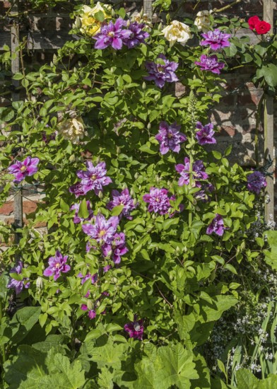 Clematis on a wooden trellis, Münsterland, North Rhine-Westphalia, Germany