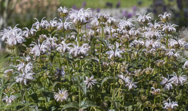 Wild bergamot (Monarda fistulosa), Münsterland, North Rhine-Westphalia, Germany
