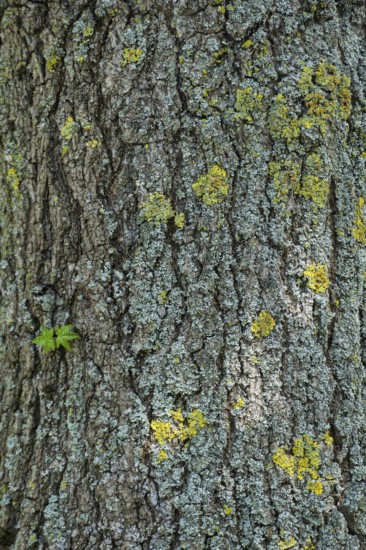American sweetgum (Liquidambar styraciflua), tree bark, Münsterland, North Rhine-Westphalia, Germany