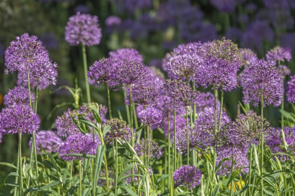 Ornamental leek (Allium sp.), inflorescence, Münsterland, North Rhine-Westphalia, Germany