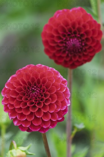 Dahlia, (Dahlia), Münsterland, North Rhine-Westphalia, Germany
