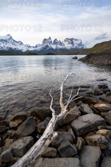 Dead branch on the shore of the lake Lago Pehoe, Cuernos del Paine massif, Torres del Paine National Park, Chile