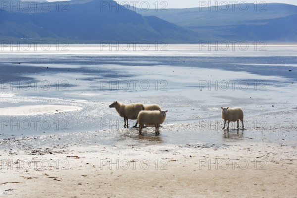 Free-range Icelandic sheep (Ovis), sheep on Rauðisandur beach, Raudisandur, near Patreksfjördur, Vestfirðir, Westfjords, Iceland