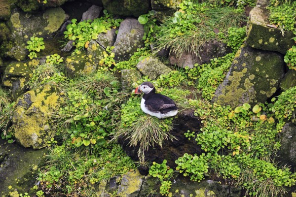 Lone puffin (Fratercula arctica) on a bird cliff, Latrabjarg headland, Westfjords, Iceland