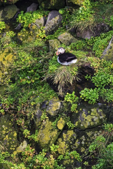 Lone puffin (Fratercula arctica) on a bird cliff, Latrabjarg headland, Westfjords, Iceland