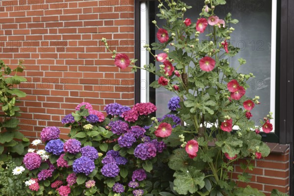 Hollyhocks (Alcea) and hydrangeas (Hydrangea) at the window
