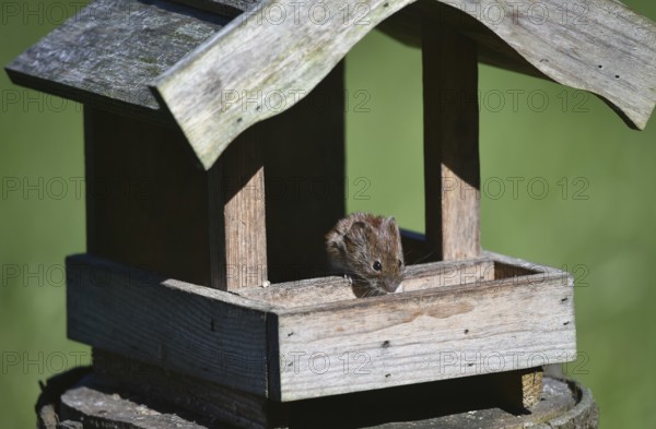 House mouse, (Mus musculus) eats sunflower seeds at the bird house