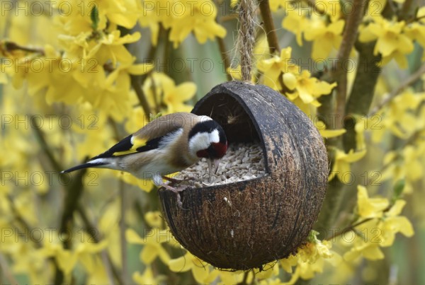 Goldfinch, goldfinch, (Carduelis carduelis) eats sunflower seeds from a coconut