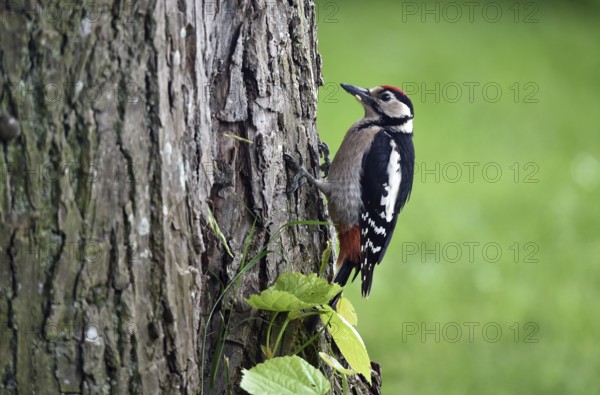 Great spotted woodpecker (Dendrocopos major) on a lime tree (Tilia)