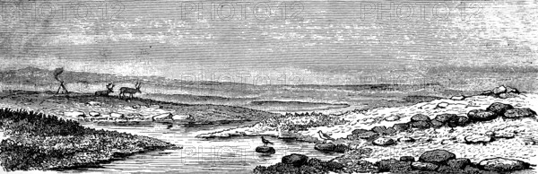 Expanse of barren tundra landscape, low vegetation, cold steppe in polar climate zone, reindeer, bird, water, wide horizon, Asian Russia, historical view, Seydlitz geography 1885