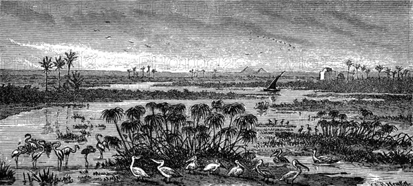 River mouth, Delta mouth of the Nile into the Mediterranean Sea, river landscape, island world, geology, pyramids on the horizon, palm trees tropical plant, pelicans, flamingos, historical view, Egypt, Seydlitz Geography 1885