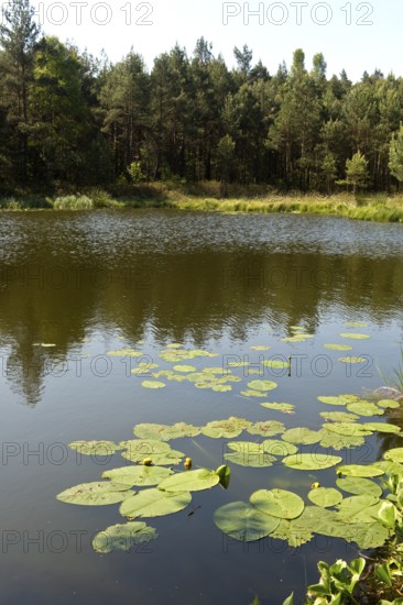 Yellow water-lily (Nuphar lutea) floating on the Mümmelkensee forest lake, Mümmelkensee nature reserve, Bansin, Usedom Island, Mecklenburg-Western Pomerania, Germany