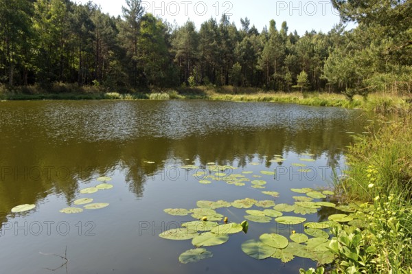 Yellow water-lily (Nuphar lutea) floating on the Mümmelkensee forest lake, Mümmelkensee nature reserve, Bansin, Usedom Island, Mecklenburg-Western Pomerania, Germany