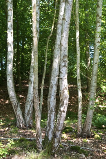 Young birch trees, Mümmelkensee nature reserve, Bansin, Usedom Island, Mecklenburg-Western Pomerania, Germany