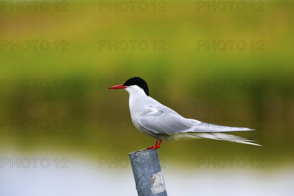 Arctic Arctic Tern (Sterna paradisea), attentive, Vestfirðir, Westfjords, Iceland