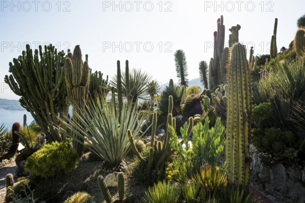 Cacti, Jardin Exotique, Èze, Cote d'Azur, Alpes-Maritimes, Provence-Alpes-Cote-d'Azur, South of France, France