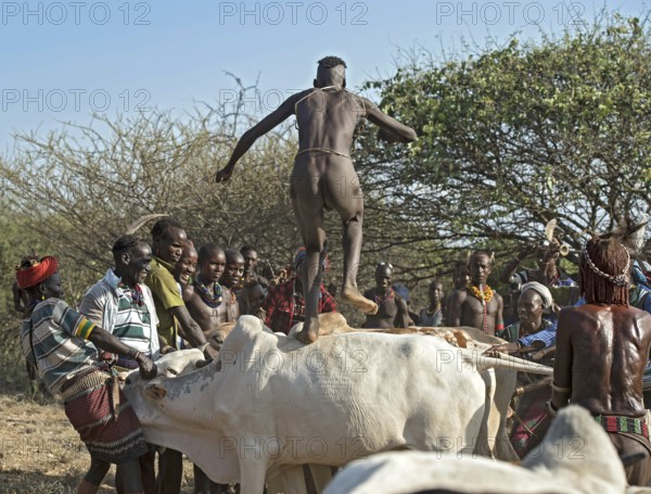 Leap over the cattle, traditional initiation ritual for young men among the Hamer ethnic group, Southern Omo Valley, Ethiopia