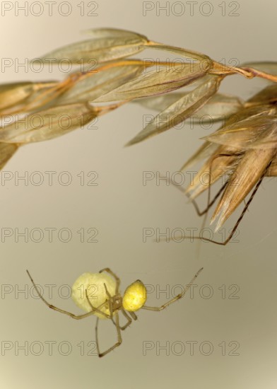 Common oval spider (Enoplognatha ovata) with egg cocoon, family of orb spiders (Theridiidae), Valais, Switzerland