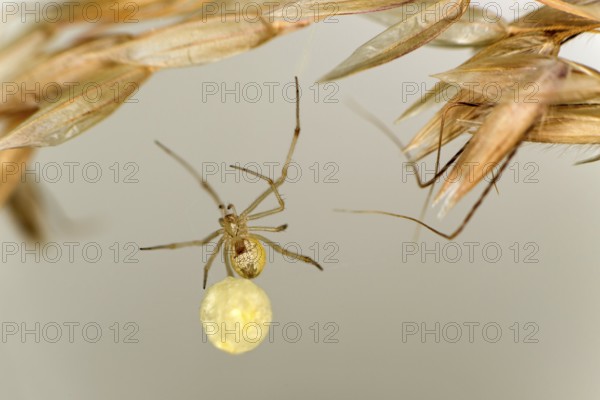 Common oval spider (Enoplognatha ovata) with egg cocoon, family of orb spiders (Theridiidae), Valais, Switzerland
