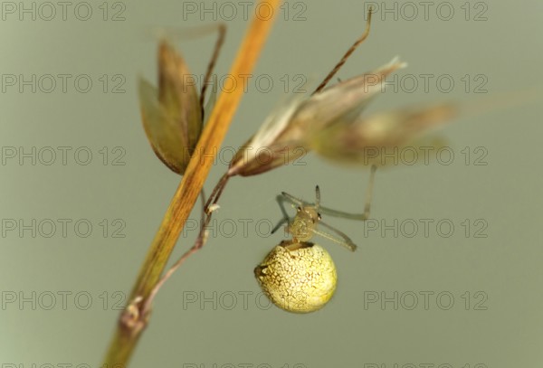 Common oval spider (Enoplognatha ovata), family of orb spiders (Theridiidae), Valais, Switzerland