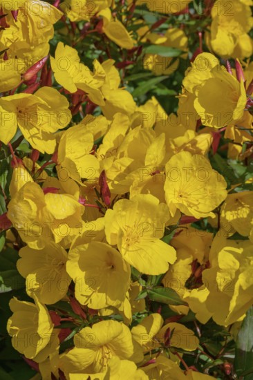 Evening primrose flowers (Oenothera), Münsterland, North Rhine-Westphalia, Germany