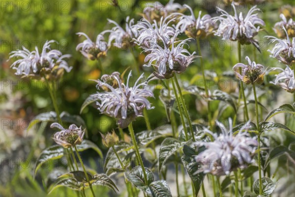 Wild bergamot (Monarda fistulosa), Münsterland, North Rhine-Westphalia, Germany