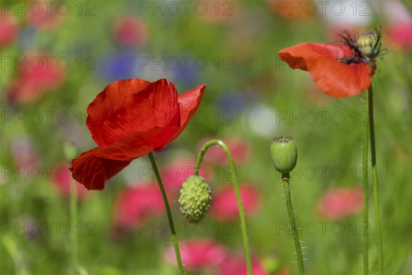 Corn poppy (Papaver rhoeas), Münsterland, North Rhine-Westphalia, Germany