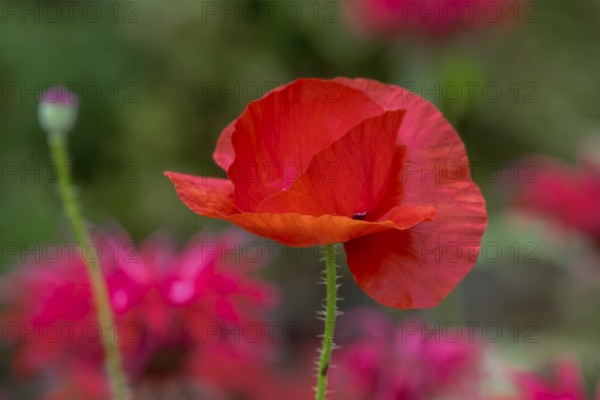 Corn poppy flower (Papaver rhoeas) in front of a bed with Indian nettle, Münsterland, North Rhine-Westphalia, Germany