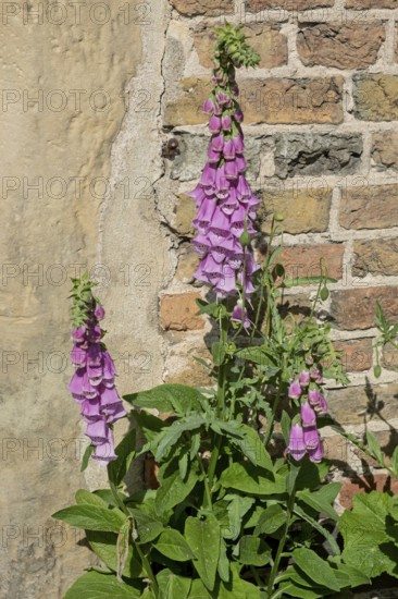 Foxglove (Digitalis purpurea), North Rhine-Westphalia, Germany