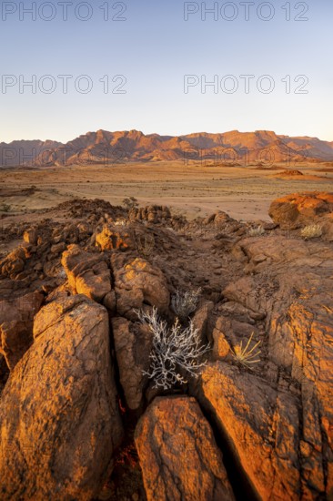 Desert landscape with Brandberg in the morning light, at sunrise, Erongo, Damaraland, Namibia